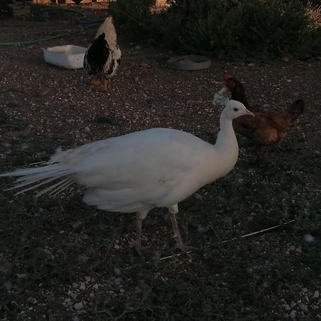 לה קרלוטה Camping Carlos III מראה חיצוני תמונה